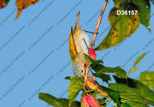 Chestnut-vented Conebill (Conirostrum speciosum)